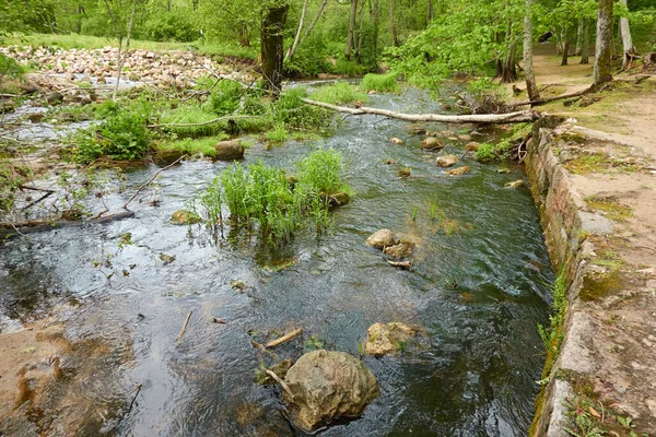 Râul Într Parc Forestier Copaci Plante Iarbă Verde Primăvara Vara fotografii de stoc fără drepturi de autor