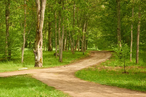 Panoramisch Uitzicht Een Groen Loofbos Park Een Zonnige Dag Bomen Rechtenvrije Stockafbeeldingen