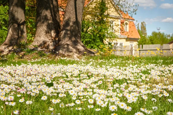 Blooming Lawn City Park Traditional Country House Background Sunny Summer Royalty Free Stock Images