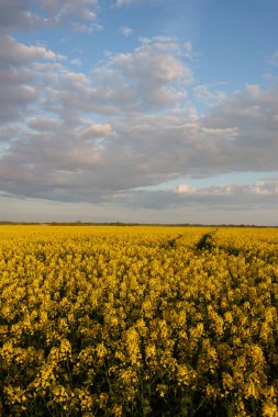 Kırsal alan. Gün batımında açan sarı kolza tohumu tarlası. Yaz günü. Dramatik mavi gökyüzü. Çiçek dokusu, arka plan. Tarım, biyoteknoloji, yakıt, gıda endüstrisi, alternatif enerji, doğa