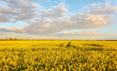 Kırsal alan. Gün batımında açan sarı kolza tohumu tarlası. Yaz günü. Dramatik mavi gökyüzü. Çiçek dokusu, arka plan. Tarım, biyoteknoloji, yakıt, gıda endüstrisi, alternatif enerji, doğa