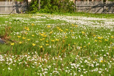 Şehir parkında çimenlik. Güneşli bir yaz günü. Doğa, ekoloji, çevre koruma, dinlenme alanı, kamusal alanlar, peyzaj tasarımı