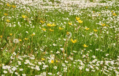 Beyaz papatya çiçekleri (Bellis annua), yeşil çimen. Şehir parkında çiçek açan çimenler. Yumuşak güneş ışığı. İlkbahar, yazın başı. Doğa, peyzaj tasarımı, bahçıvanlık, botanik, barış ve neşe kavramları