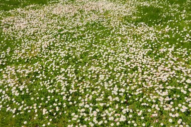 Beyaz papatya çiçekleri (Bellis annua), yeşil çimen. Şehir parkında çiçek açan çimenler. Yumuşak güneş ışığı. İlkbahar, yazın başı. Doğa, peyzaj tasarımı, bahçıvanlık, botanik, barış ve neşe kavramları