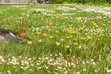 Beyaz papatya çiçekleri (Bellis annua), yeşil çimen. Şehir parkında çiçek açan çimenler. Yumuşak güneş ışığı. İlkbahar, yazın başı. Doğa, peyzaj tasarımı, bahçıvanlık, botanik, barış ve neşe kavramları