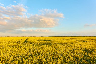 Kırsal alan. Gün batımında açan sarı kolza tohumu tarlası. Yaz günü. Dramatik mavi gökyüzü. Çiçek dokusu, arka plan. Tarım, biyoteknoloji, yakıt, gıda endüstrisi, alternatif enerji, doğa
