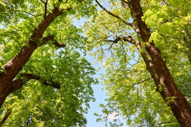 Yaz manzarası. Şehir parkındaki yüksek yaprak döken yeşil ağaçların arasında. Açık mavi gökyüzü. Güneş ışığı, saf, yumuşak güneş ışığı. Doğa, mevsimler, ekoloji, çevre