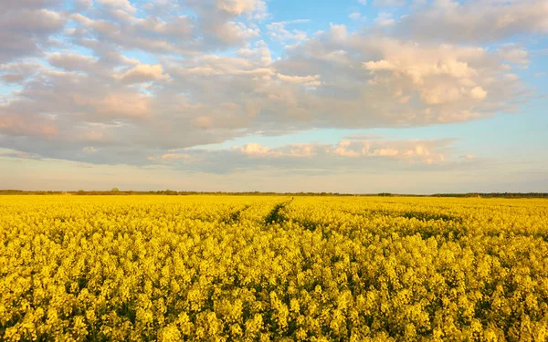Rural Landscape Blooming Yellow Rapeseed Field Sunset Summer Day Dramatic — Stock Photo, Image