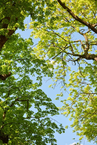 夏天的风景在一座城市森林公园里 小巷穿过高大的落叶绿树 晴朗的蓝天 纯净柔和的阳光 — 图库照片