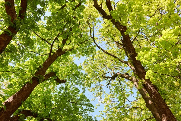 Sommerlandschaft Gasse Durch Hohe Laubbäume Einem Stadtwaldpark Strahlend Blauer Himmel — Stockfoto