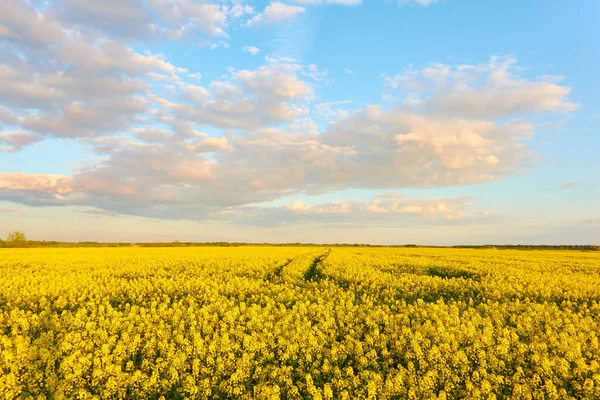 Paisaje Rural Campo Colza Amarilla Floreciente Atardecer Día Verano Cielo — Foto de Stock