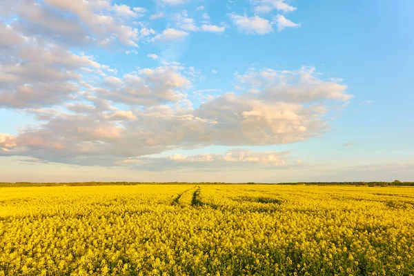 Rural Landscape Blooming Yellow Rapeseed Field Sunset Summer Day Dramatic — Stock Photo, Image