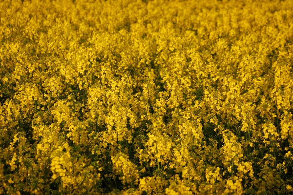 Paisagem Rural Campo Colza Amarelo Florescente Dia Verão Claro Ensolarado — Fotografia de Stock