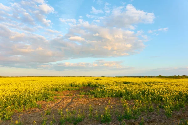 Paisaje Rural Campo Colza Amarilla Floreciente Atardecer Día Verano Cielo —  Fotos de Stock