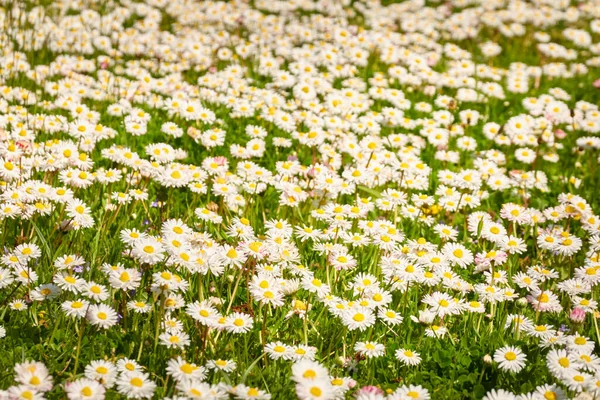 Witte Madeliefjes Bloemen Bellis Annua Groen Gras Bloeiend Gazon Een Rechtenvrije Stockafbeeldingen
