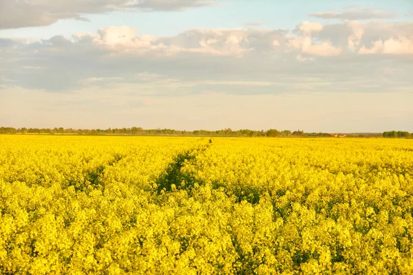 Rural Landscape Blooming Yellow Rapeseed Field Sunset Summer Day Dramatic Stock Image