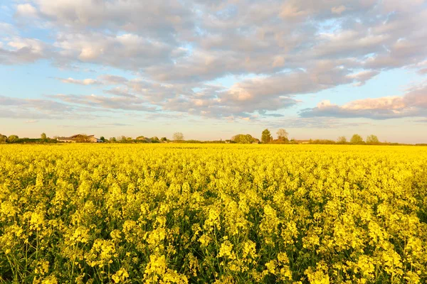 Сельский Пейзаж Цветущее Желтое Рапсовое Поле Закате Летний День Драматическое Стоковое Изображение