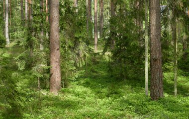 Görkemli Kuzey Evergreen Ormanı. Güçlü çam ve çam ağaçları. Yumuşak güneş ışığı. Atmosferik manzara. Doğa, çevre, eko turizm, keşif, seyahat tutkusu kavramı