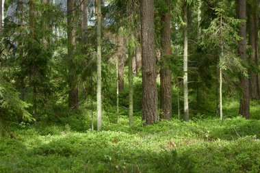Görkemli Kuzey Evergreen Ormanı. Güçlü çam ve çam ağaçları. Yumuşak güneş ışığı. Atmosferik manzara. Doğa, çevre, eko turizm, keşif, seyahat tutkusu kavramı