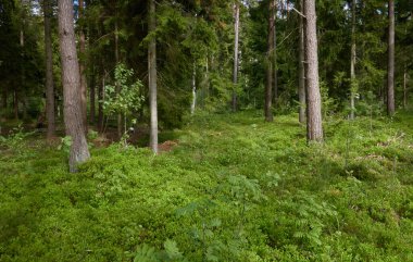 Görkemli Kuzey Evergreen Ormanı. Güçlü çam ve çam ağaçları. Yumuşak güneş ışığı. Atmosferik manzara. Doğa, çevre, eko turizm, keşif, seyahat tutkusu kavramı