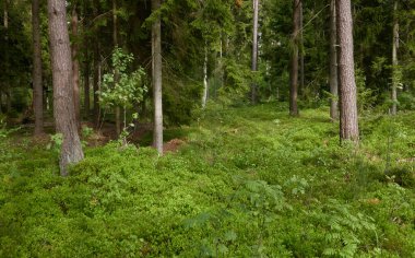 Görkemli Kuzey Evergreen Ormanı. Güçlü çam ve çam ağaçları. Yumuşak güneş ışığı. Atmosferik manzara. Doğa, çevre, eko turizm, keşif, seyahat tutkusu kavramı