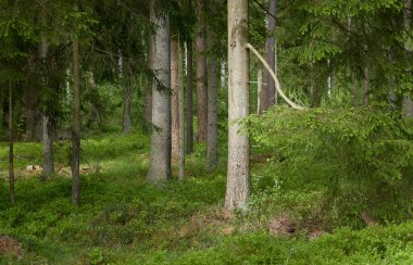 Görkemli Kuzey Evergreen Ormanı. Güçlü çam ve çam ağaçları. Yumuşak güneş ışığı. Atmosferik manzara. Doğa, çevre, eko turizm, keşif, seyahat tutkusu kavramı