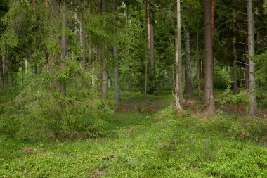 Görkemli Kuzey Evergreen Ormanı. Güçlü çam ve çam ağaçları. Yumuşak güneş ışığı. Atmosferik manzara. Doğa, çevre, eko turizm, keşif, seyahat tutkusu kavramı