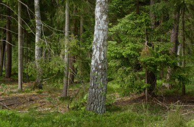 Görkemli Kuzey Evergreen Ormanı. Güçlü çam ve çam ağaçları. Yumuşak güneş ışığı. Atmosferik manzara. Doğa, çevre, eko turizm, keşif, seyahat tutkusu kavramı