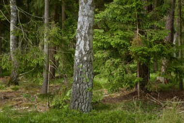 Görkemli Kuzey Evergreen Ormanı. Güçlü çam ve çam ağaçları. Yumuşak güneş ışığı. Atmosferik manzara. Doğa, çevre, eko turizm, keşif, seyahat tutkusu kavramı