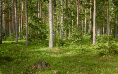 Görkemli Kuzey Evergreen Ormanı. Güçlü çam ve çam ağaçları. Yumuşak güneş ışığı. Atmosferik manzara. Doğa, çevre, eko turizm, keşif, seyahat tutkusu kavramı