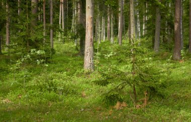 Görkemli Kuzey Evergreen Ormanı. Güçlü çam ve çam ağaçları. Yumuşak güneş ışığı. Atmosferik manzara. Doğa, çevre, eko turizm, keşif, seyahat tutkusu kavramı