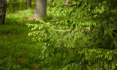 Görkemli Kuzey Evergreen Ormanı. Güçlü çam ve çam ağaçları. Yumuşak güneş ışığı. Atmosferik manzara. Doğa, çevre, eko turizm, keşif, seyahat tutkusu kavramı