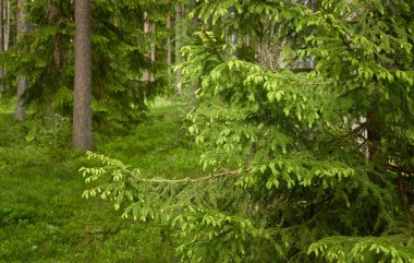 Görkemli Kuzey Evergreen Ormanı. Güçlü çam ve çam ağaçları. Yumuşak güneş ışığı. Atmosferik manzara. Doğa, çevre, eko turizm, keşif, seyahat tutkusu kavramı