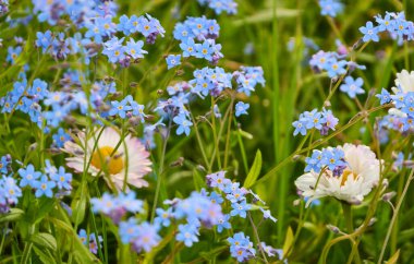 Orman parkında çiçek açan çimenler. Papatya (Bellis annua), karahindiba (Taraxacum), Myosotis çiçekleri, yeşil çimen. Yumuşak güneş ışığı. İlkbahar, yazın başı. Peyzaj tasarımı, bahçıvanlık