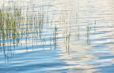 Kristal berrak mavi sudaki yansımalar. Yeşil bitkiler. Soyut doğal doku, arka plan, grafik kaynaklar. Doğa, çevre teması. Huzur, saflık, meditasyon kavramları.