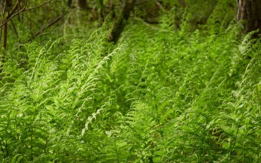 Yeşil eğreltiotu yapraklarından oluşan orman zemini, yakın plan. Çiçek deseni, doku, arka plan. İlkbahar, yazın başı. Doğa, botanik, çevre, ekoloji, tropikal ve yağmur ormanları bitkileri, botanik bahçesi