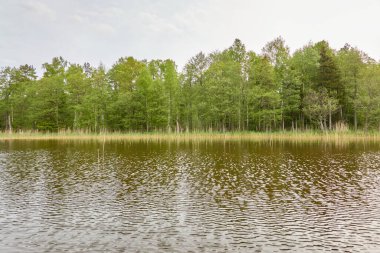 Kristal berrak bir orman gölü (nehir) kıyısından panoramik manzara. Idyllic manzara. İlkbahar, yazın başı. Doğa, çevre, ekoloji, eko-turizm, yürüyüş, tatiller, yüzme ve rahatlatıcı temalar