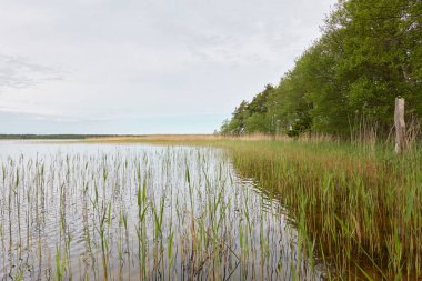 Kristal berrak bir orman gölü (nehir) kıyısından panoramik manzara. Idyllic manzara. İlkbahar, yazın başı. Doğa, çevre, ekoloji, eko-turizm, yürüyüş, tatiller, yüzme ve rahatlatıcı temalar