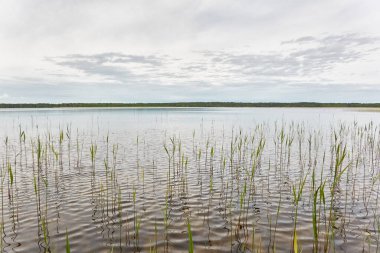 Kristal berrak bir orman gölü (nehir) kıyısından panoramik manzara. Idyllic manzara. İlkbahar, yazın başı. Doğa, çevre, ekoloji, eko-turizm, yürüyüş, tatiller, yüzme ve rahatlatıcı temalar