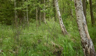 Bataklık ormanı. Ağaçlar, bitkiler, yeşil yapraklar. Yumuşak güneş ışığı. Atmosferik manzara. Doğa, çevre koruma, ekoloji, eko turizm. İlkbahar, yazın başı