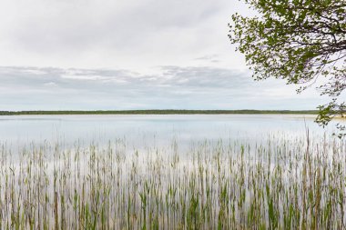 Kristal berrak bir orman gölü (nehir) kıyısından panoramik manzara. Idyllic manzara. İlkbahar, yazın başı. Doğa, çevre, ekoloji, eko-turizm, yürüyüş, tatiller, yüzme ve rahatlatıcı temalar
