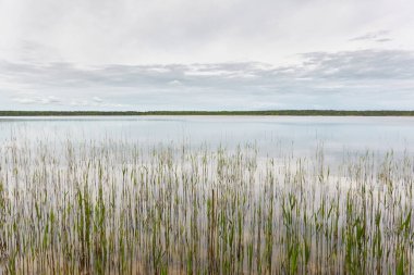 Kristal berrak bir orman gölü (nehir) kıyısından panoramik manzara. Idyllic manzara. İlkbahar, yazın başı. Doğa, çevre, ekoloji, eko-turizm, yürüyüş, tatiller, yüzme ve rahatlatıcı temalar