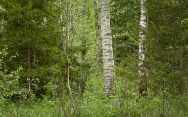 Bataklık ormanı. Ağaçlar, bitkiler, yeşil yapraklar. Yumuşak güneş ışığı. Atmosferik manzara. Doğa, çevre koruma, ekoloji, eko turizm. İlkbahar, yazın başı