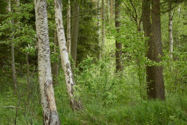 Bataklık ormanı. Ağaçlar, bitkiler, yeşil yapraklar. Yumuşak güneş ışığı. Atmosferik manzara. Doğa, çevre koruma, ekoloji, eko turizm. İlkbahar, yazın başı