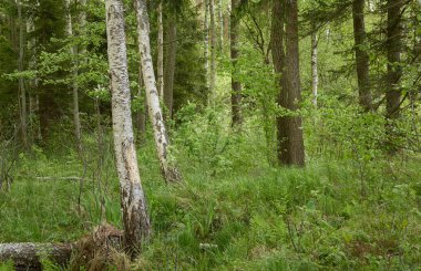 Bataklık ormanı. Ağaçlar, bitkiler, yeşil yapraklar. Yumuşak güneş ışığı. Atmosferik manzara. Doğa, çevre koruma, ekoloji, eko turizm. İlkbahar, yazın başı