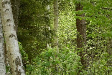 Bataklık ormanı. Ağaçlar, bitkiler, yeşil yapraklar. Yumuşak güneş ışığı. Atmosferik manzara. Doğa, çevre koruma, ekoloji, eko turizm. İlkbahar, yazın başı