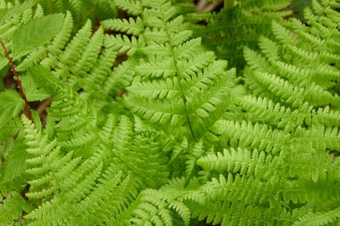 Yeşil eğreltiotu yapraklarından oluşan orman zemini, yakın plan. Çiçek deseni, doku, arka plan. İlkbahar, yazın başı. Doğa, botanik, çevre, ekoloji, tropikal ve yağmur ormanları bitkileri, botanik bahçesi