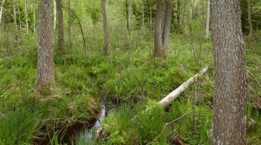 Bataklık ormanı. Ağaçlar, bitkiler, yeşil yapraklar. Yumuşak güneş ışığı. Atmosferik manzara. Doğa, çevre koruma, ekoloji, eko turizm. İlkbahar, yazın başı
