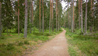 Sonsuz yeşil ormandan geçen kırsal yol. Çam ağaçları. İlkbahar, yazın başı. Doğa, temiz hava, eko turizm, yürüyüş, koşu, bisiklet, spor, boş zaman aktivitesi, sağlıklı yaşam tarzı kavramları