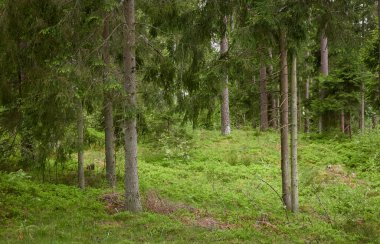 Görkemli Kuzey Evergreen Ormanı. Güçlü çam ve çam ağaçları. Yumuşak güneş ışığı. Atmosferik manzara. Doğa, çevre, eko turizm, keşif, seyahat tutkusu kavramı